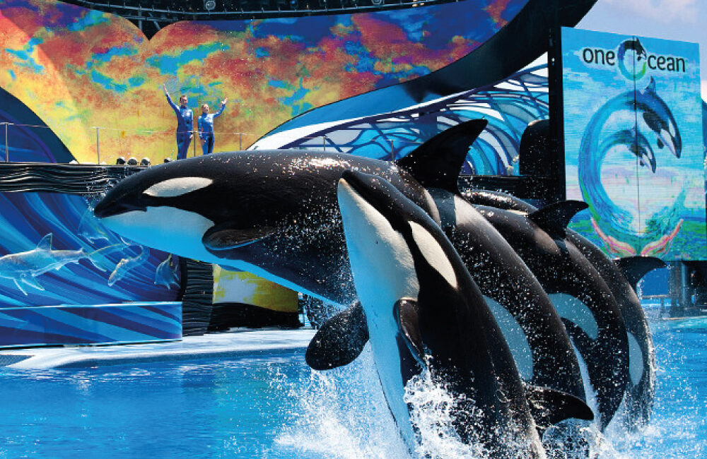 SeaWorld: Onde a Aventura Encontra o Mar