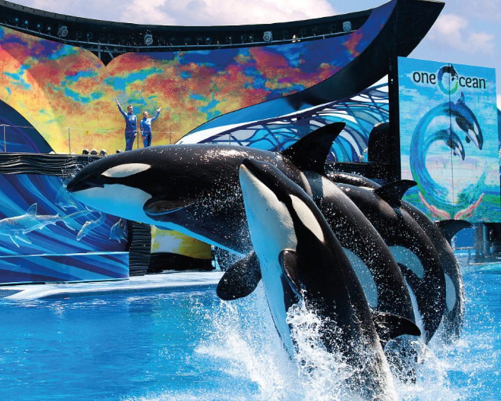 Se encante com a Magia do SeaWorld: Onde a Aventura Encontra o Mar